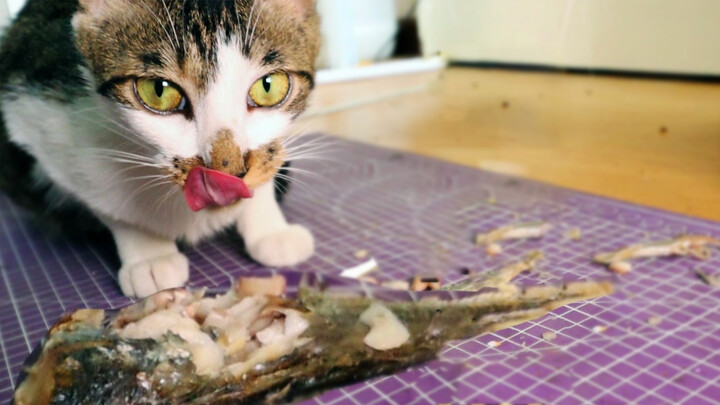 Making Fried Fish With Airfryer. The Cats Take them out and Run away