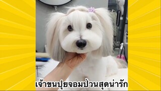 สัตว์เลี้ยงเพื่อนขนปุย : เจ้าขนปุยจอมป่วนสุดน่ารัก
