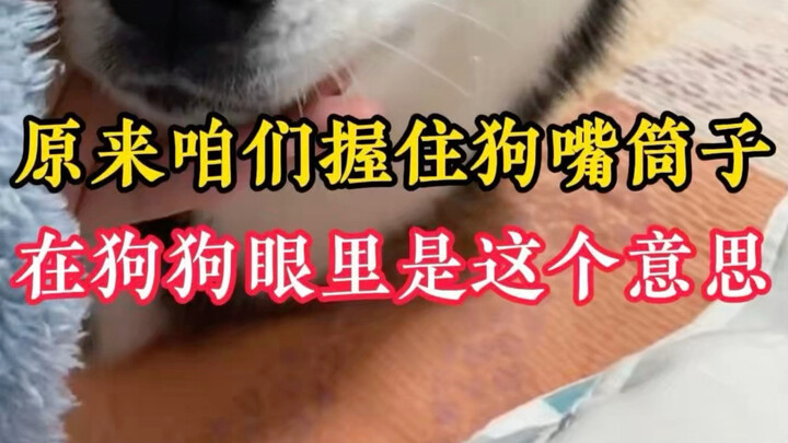 เมื่อปากของสุนัขถูกจับ เขาจะรู้สึกอย่างไร