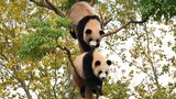 [Hewan]Memberi Bambu dari Atas Pohon Tak Diterima, Dimakan Sendiri