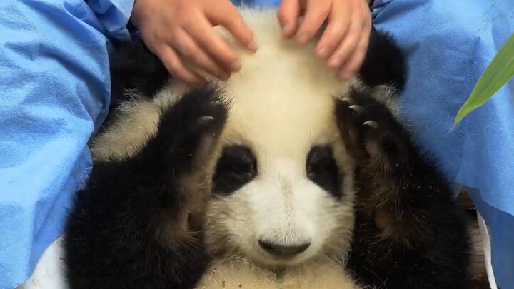 After work, giving Hua Hua a full body massage - - Panda (197)