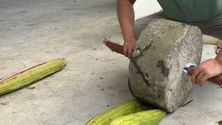 这么神奇吗？ 第一次知道 原来丝瓜除了可以吃 还能这样用 "丝瓜络 "