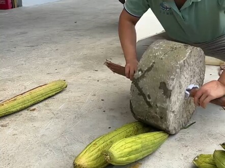 这么神奇吗？ 第一次知道 原来丝瓜除了可以吃 还能这样用 "丝瓜络 "