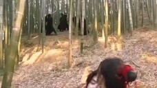 [Phần 1] _  Tập 77 🎬 Còn Ra Thể Thống Gì Nữa (成何体统)