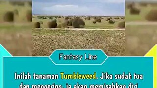 Fakta Unik