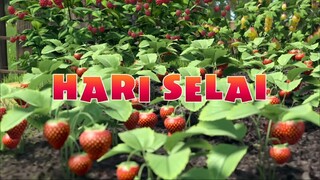 Kekacauan Manis di Hari Selai
