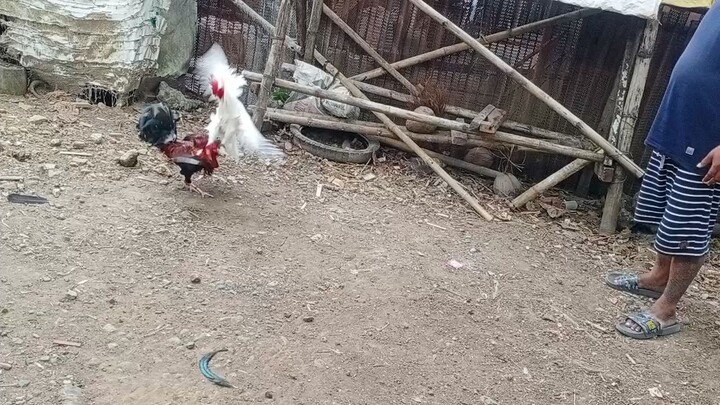 manok ni emy