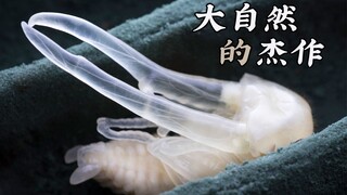 【甲虫化蛹】这种昆虫的化蛹过程，你肯定没见过！