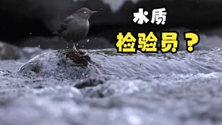 طائر الهِو الذي يعشق القفز في النهر ويحب الاستحمام بالماء البارد!