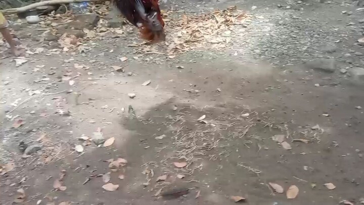 tasmanian vs bulik