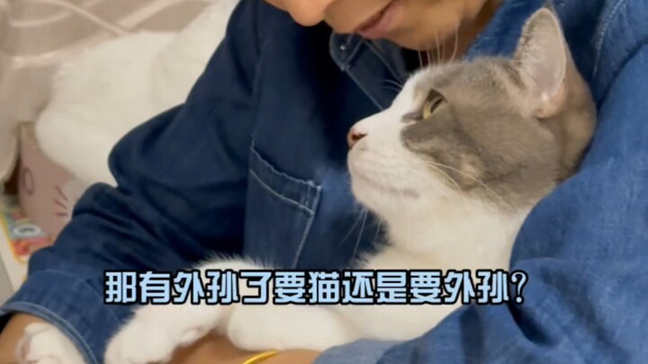 Khi tôi hỏi mẹ: chọn mèo hay là cháu ngoại~