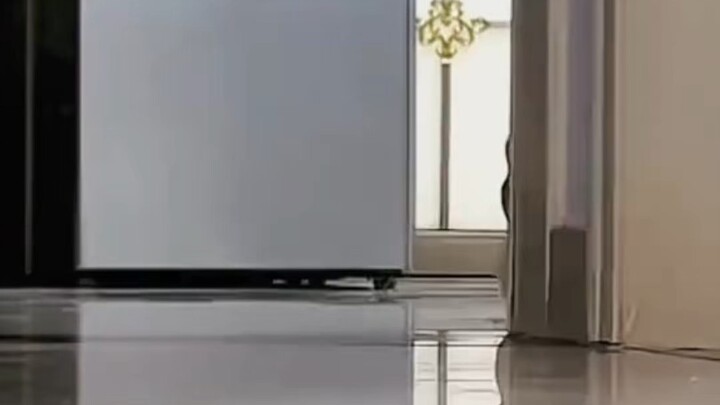 Adorable cat looking for his mom.