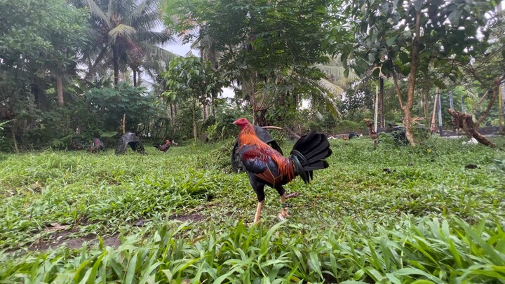 Broodcock 6stag Big Event Winner Camsur