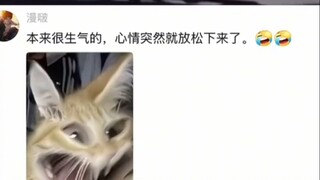 看了这个视频，本来平静的心变得更平静了～～～～～～