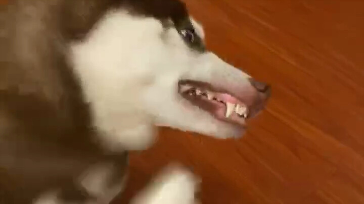 Ehha: Aku jadi garang banget waktu menggaruk gatal!