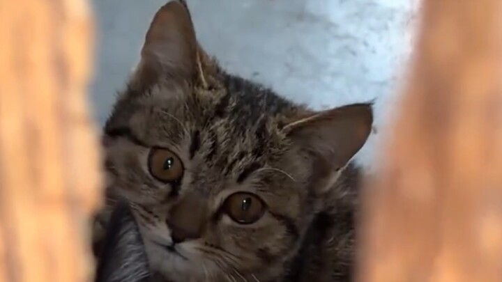 Con mèo nhỏ nhà hàng xóm