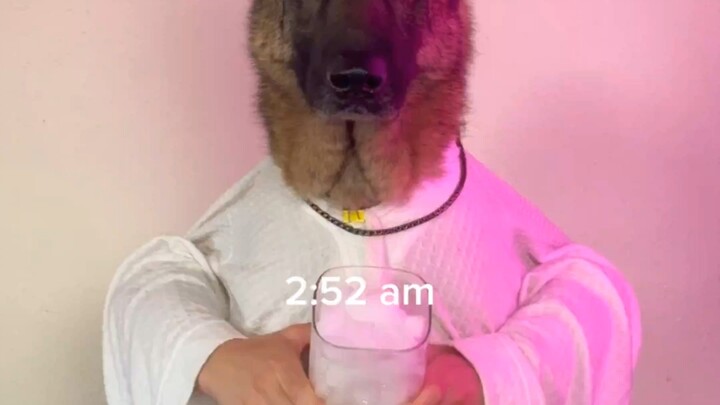 Ashton Dog’s Self-Discipline Vlog