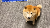 Pet | Stroking Shiba Inu Without Stop