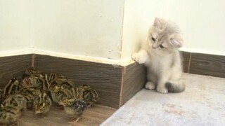 Làm sao một đàn gà con có thể dọa được một chú mèo con?
