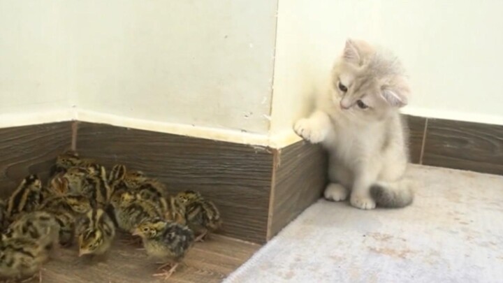 Làm sao một đàn gà con có thể dọa được một chú mèo con?