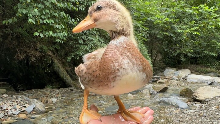 The little duckling is being bullied by the dog and lies at its owner's feet, begging for protection