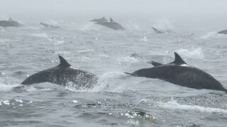 粉色的海豚，是基因变异了还是染色的？ #海豚 #动物科普