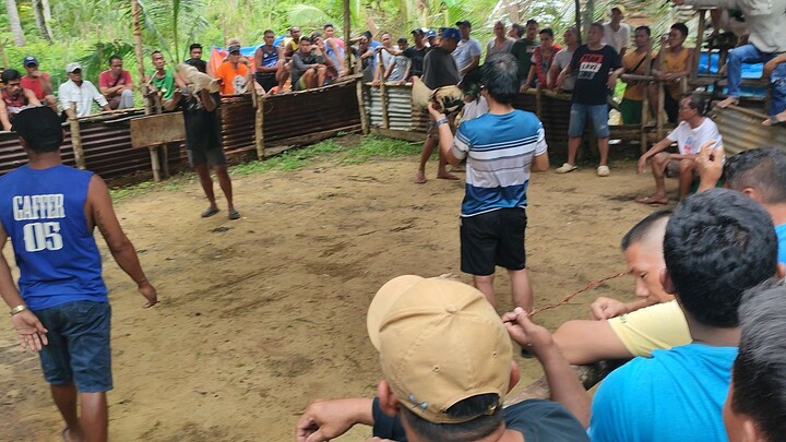 panalo na sana si talisayin kaso  isang toka lang..tabla pa sayang mga lods..bawi nalang next time