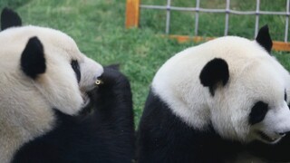 [Si Panda Qi Qiao, Qi Xi] Adik kecil manja sekali.