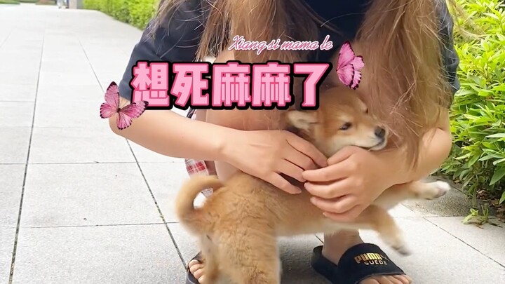 ลูกสุนัขชิบะวัย 3 เดือน “หลิงหลิง” ไม่คาดคิดว่าคุณแม่จะมาหาเธอ เมื่อสบตากันแล้ว ก็ถึงกับทำอะไรไม่ถูก