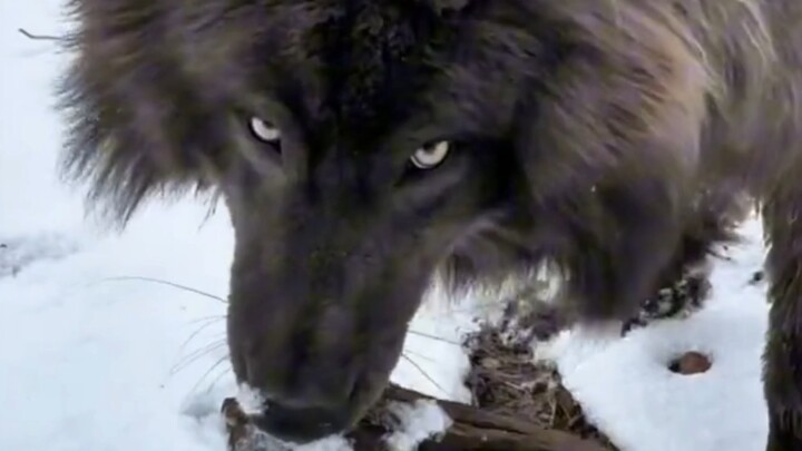 خُذ كلبًا كبيرًا وارعَه، فما إن تأخذه حتى يصبح صامتًا تمامًا.