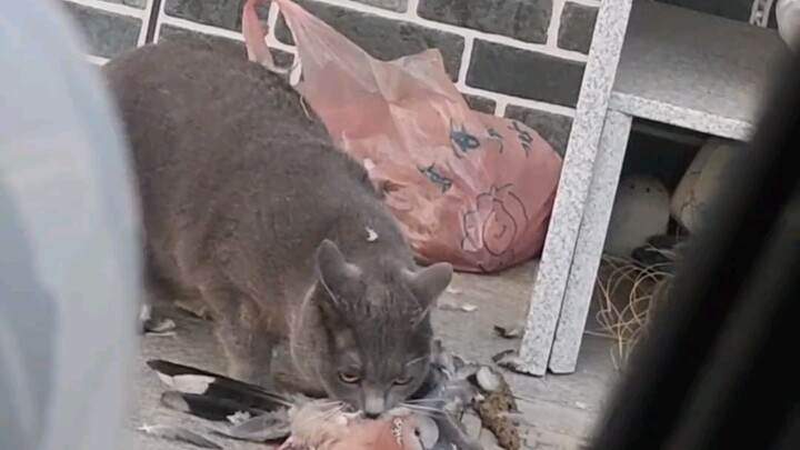 Bagaimanapun, kucing tetaplah kucing.