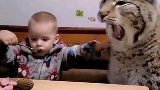 [Cute Big Cat] Cats really do respect the elderly and love the young, bullying the middle one