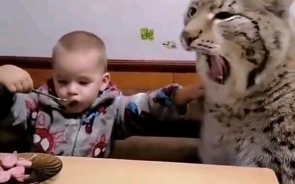 【قطط لطيفة كبيرة】القطط كائنات تحترم الكبار وتحب الصغار بالتأكيد، وتتنمر على من هم في المنتصف