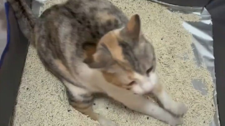 Kucing kencing di luar, langsung taburkan ketan di atasnya!!!