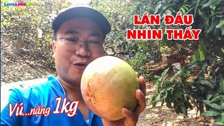 VÚ SỮA KHỔNG LỒ 1Kg tại Miền Tây, ăn 1 quả là no!