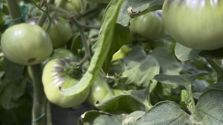 มะเขือเทศที่พ่อปลูก ยังไม่ถึงตาแกมาสอนฉันให้มันโตเลย! โดนเจ้าสำนึกเหนือกว่าในคอมเมนต์บีบจนระเบิดอารม