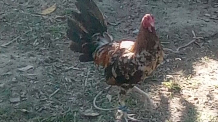 2x winner hennie cross