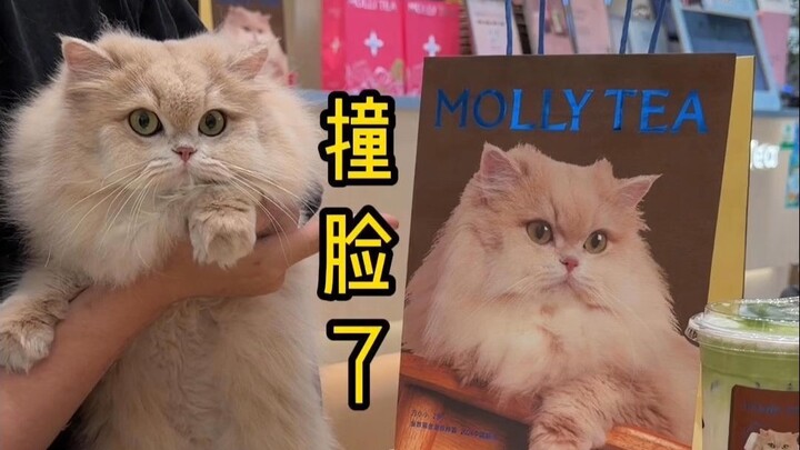 Today, Little Fang is the spokesperson cat for Jasmine Milk Tea, hahaha!