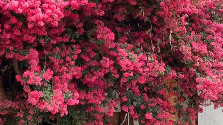 "Cute ghost! Want to see flowers with me?"