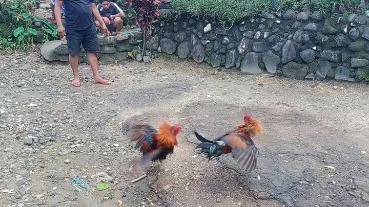 manok n edcel 2