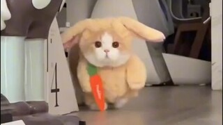 cute cat cosplay