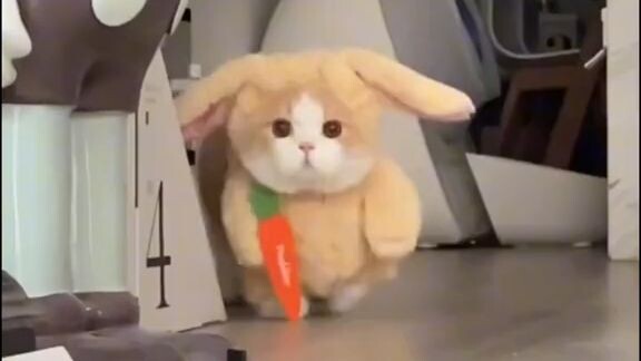 cute cat cosplay