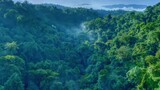 [Pemandangan] Pemandangan Hutan Dengan Hdr (4K HDR)