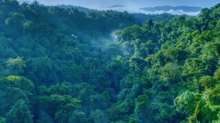 [Pemandangan] Pemandangan Hutan Dengan Hdr (4K HDR)