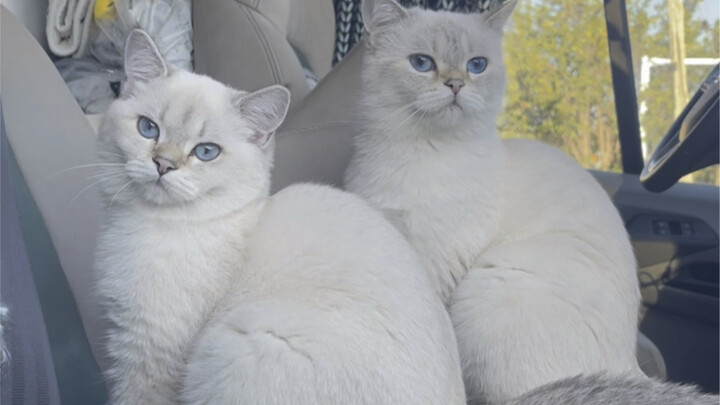 What’s the difference between a kitten on a long-term trip and one raised at home?