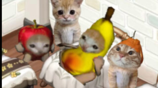 Chuối mèo không dám dậy đi vệ sinh vào ban đêm