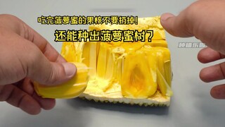 Ăn xong đừng vứt lõi mít đi. Có thể trồng vào cây mít được không?