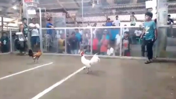 CANDAYA EAGLES GF. White hatch.