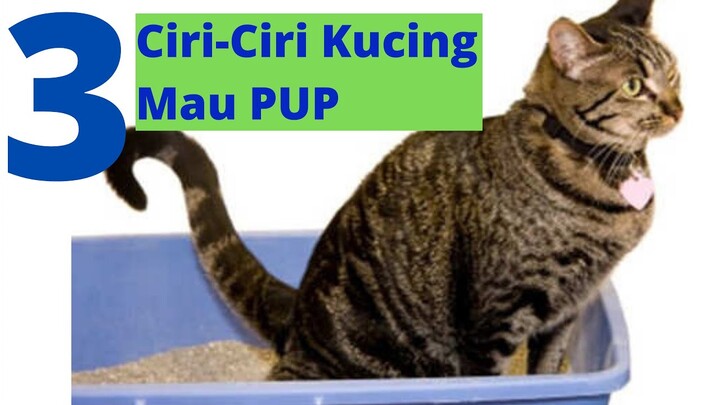 3 Ciri-Ciri Kucing Mau Buang Air | PUP