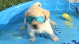 Retrievers Make It Better - วิดีโอลูกสุนัขตลก 2018